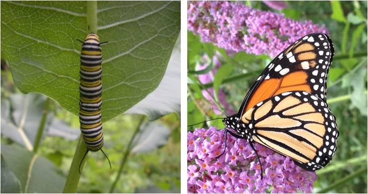 caterpillar