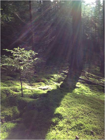 Forest sun