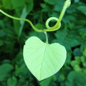 green leaf